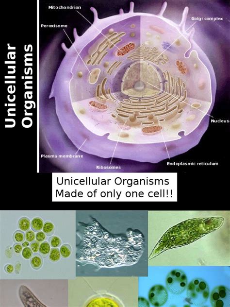 Unicellular Organisms Cell Biology Organisms