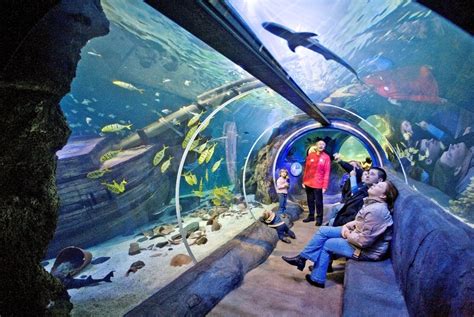 Orlando Sea Life Aquarium é Inaugurado Casa Na Disney