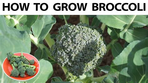 How To Grow Broccoli From Seed To Harvest A Complete