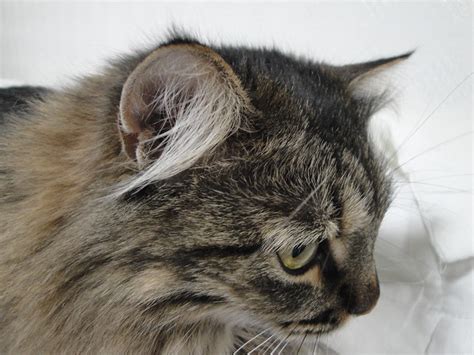 Cat breeds with ear tufts: Cat ear tufts | Flickr - Photo Sharing!