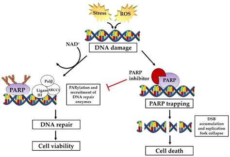 Jcm Free Full Text Parp Inhibitors As A Therapeutic Agent For