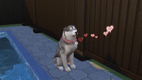 Its Interesting How Female Pets Can Go Into Heat Heres My Sims Dog