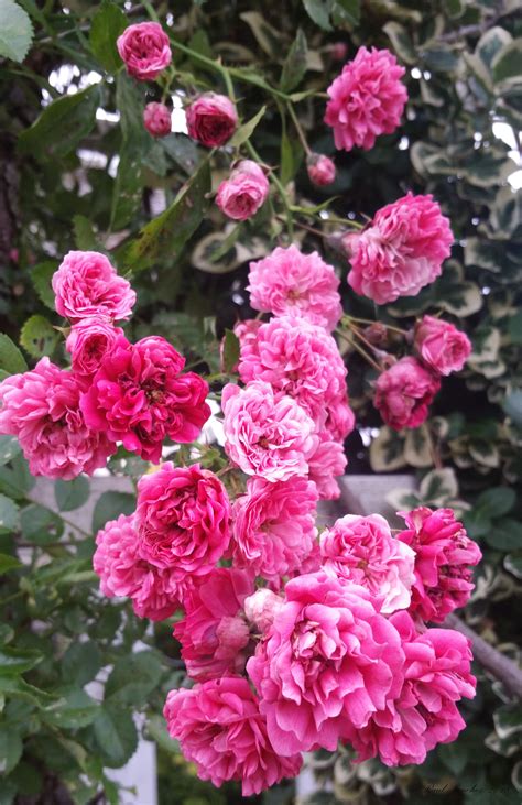 Roses Are Pink Pink Roses Plants Flowers Street Roses Garden