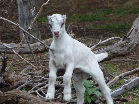 Baby Goat Lamancha James Brennan Molokai Hawaii There Ar Flickr