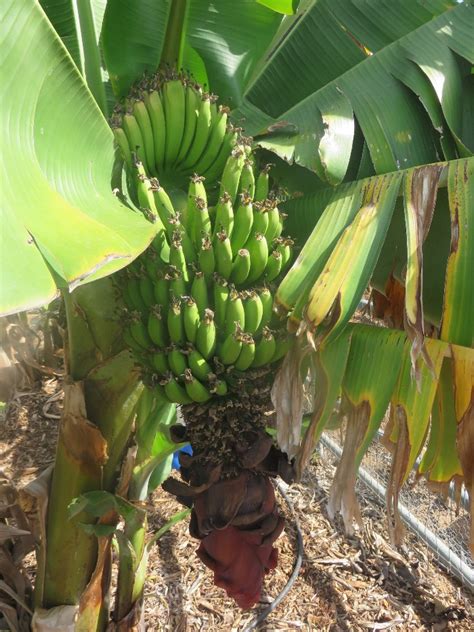 Growing Bananas In Southern California Greg Alders Yard Posts