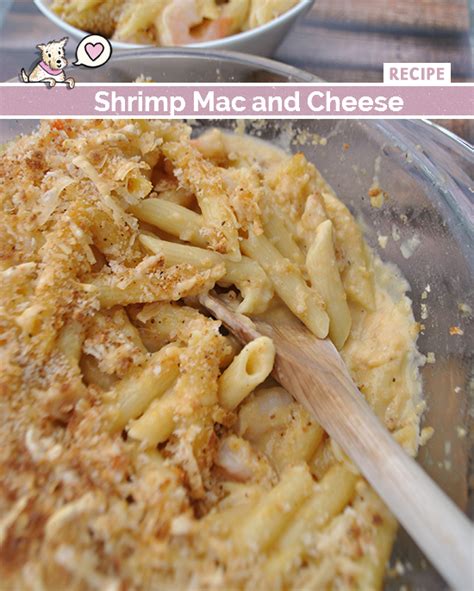 Shrimp Mac And Cheese With White Wine Cheese Sauce Mac And Molly