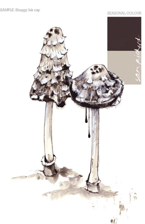 Mushroom ink by bigredsharks on deviantart. Planet Sam: Colour from the season Shaggy Ink Cap - Black ...