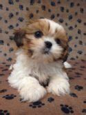 Shih Tzu Puppies for Sale Colorado | TLC Kennel