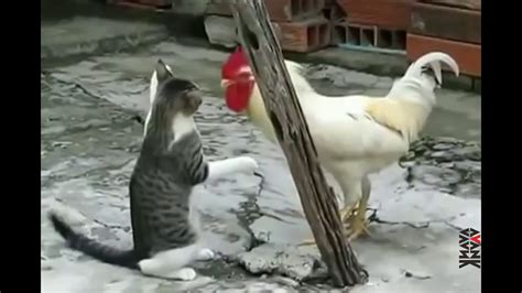 Kucing Vs Ayam Youtube