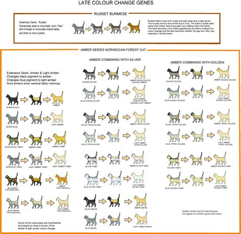 Kitten Fur Types Chart