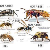 Ladybugs are also known as lady beetles or ladybird beetles. Bug Lady Hometown Pest Control added a... - Bug Lady ...