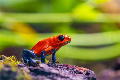 12 Interesting Poison Dart Frogs Facts Andean Great Treks