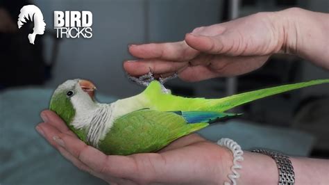 Training A Quaker Parrot To Lie In Your Hand Monk Parakeet Training