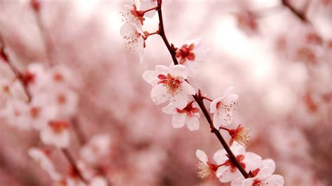 Cherry Blossom Wallpaper For Desktop 75 Images