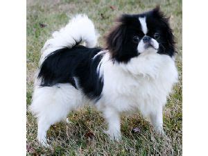This breed is somewhat sensitive to however, to mitigate the risks, have the puppy grow up with kids and provide it with plenty of pleasant and relaxed experiences with them. Japanese Chin Puppies in North Carolina