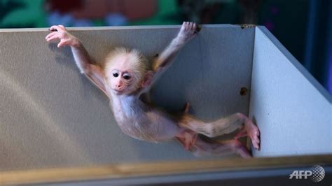 Japanese Zoo Rethinking Charlotte For Newborn Monkey