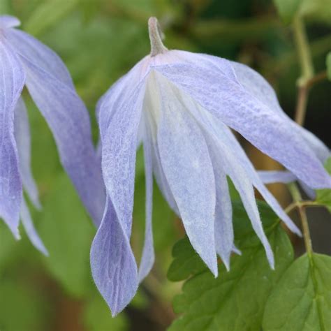 Check spelling or type a new query. Buy clematis (group 1) Clematis macropetala Wesselton: £19 ...