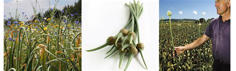 Garlic Scapes What They Are And What To Do With Them Blog The