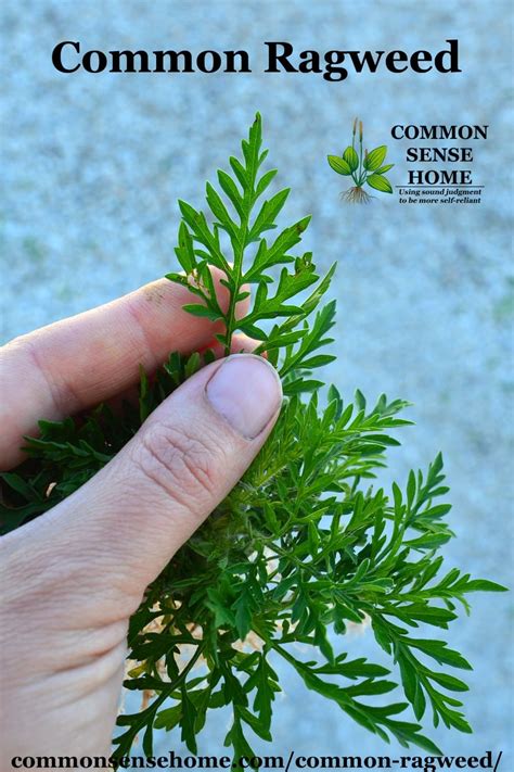 Find stockbilleder af ragweed plant i hd og millionvis af andre royaltyfri stockbilleder, illustrationer og vektorer i shutterstocks samling. Common Ragweed - Tips to Beat Ragweed Season - Weekly ...