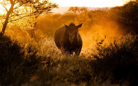 Afrički Nosorog Slike Za Desktop I Pozadinu Slike Za Pozadine