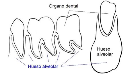 Hueso Alveolar ¿qué Es El Hueso Alveolar Hr