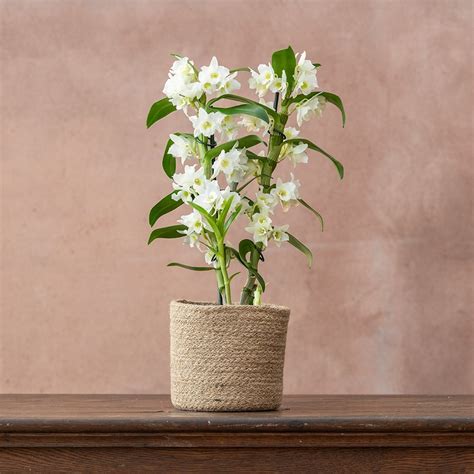 Buy White Orchid Dendrobium Spring Dream Gx Apollon Pbr £2999
