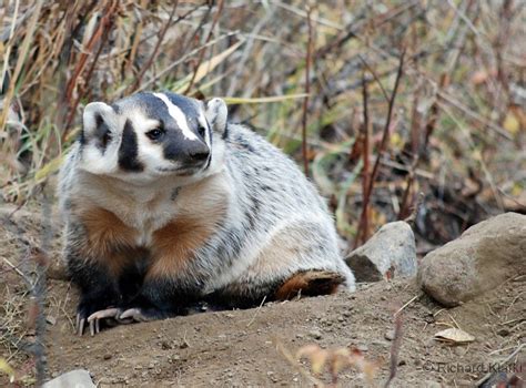 Badger North American Animals Badger North American Wildlife