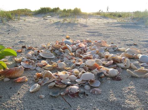 Alabama beaches in orange beach and gulf shores are often dotted with seashells but most are small or broken. 2nd Place BeachHunter Contest Winner March 1, 2013 | Blog ...
