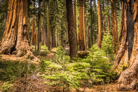 the best camping in sequoia national park beyond the tent