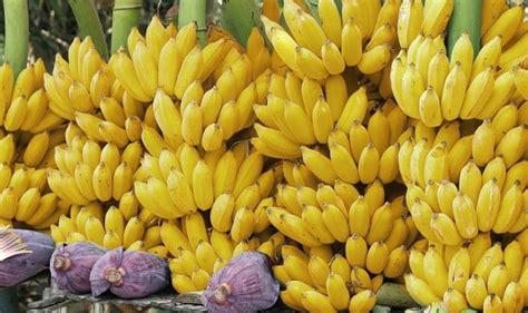 Honduras Al Rescate Del Banano Bananotecnia