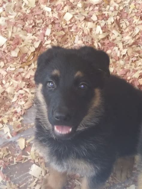 Please also visit the about, our dogs, german shepherd puppies, testimonials, and training and care pages for a full picture of who we are, and how we are maintaining the greatness of the german. German Shepherd Puppies For Sale | Liverpool, NY #301585