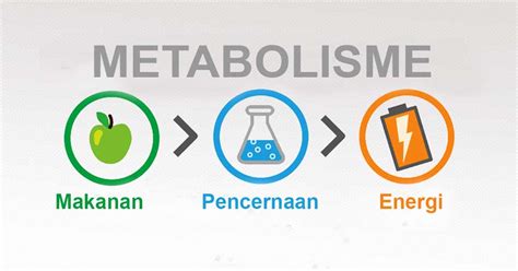 Metabolisme Pengertian Fungsi Dan Prosesnya Haloedukasi Com Riset
