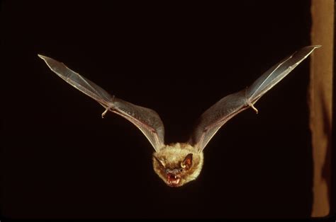 Kenyon Kritters: Students are Way Scarier than Bats « The Kenyon Thrill