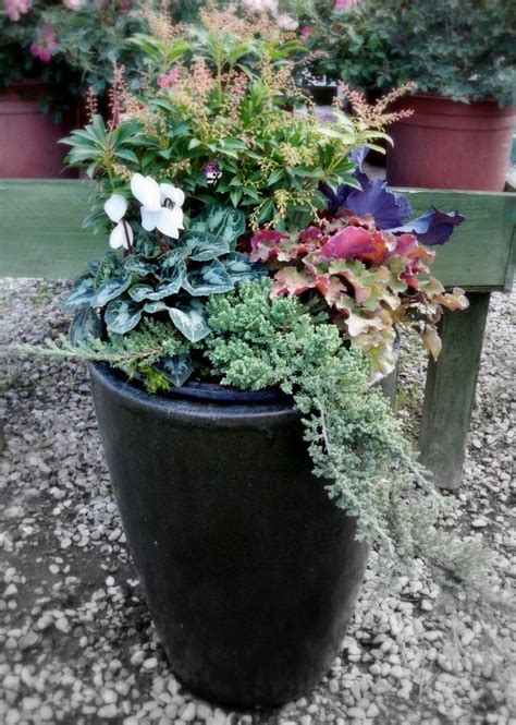 This Winter Container Garden By Central Valley Moms Is