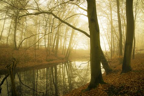 壁纸 阳光 树木 景观 森林 秋季 树叶 水 性质 反射 科 黄色 早上 薄雾 荷兰 荒野 池塘 金