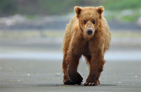 Image Wallpapers Amazing Animals Bear Grizzly Pictures Desktop