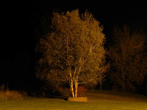 The Birch Trees At Night By Theultrajester On Deviantart