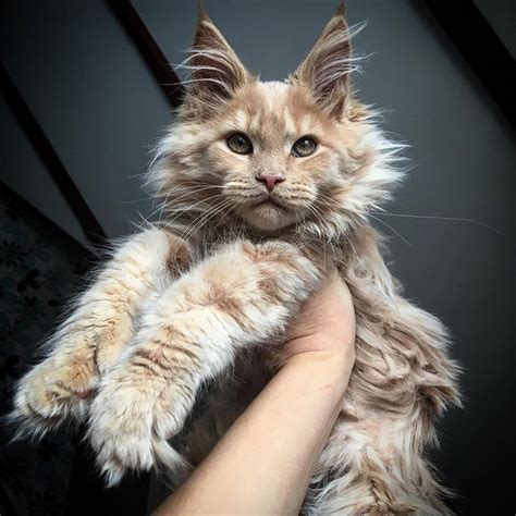 Maine Coon Kittens For Sale Illinois