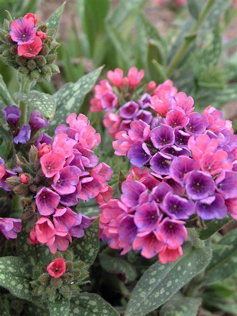 Amend the soil before planting by adding organic material such as compost, and this perennial attracts butterflies and hummingbirds. Favorite Spring Blooming Perennials | HGTV