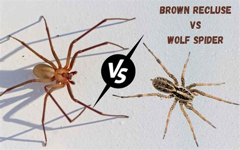 Brown Recluse And Wolf Spider Difference Huntingseasonsorg