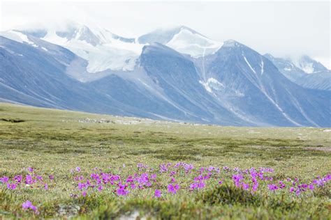 Wildflowers Growing In Arctic Tundra Akshayak Pass Photograph By
