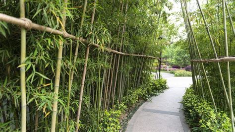 Maximise green space by utilising vertical surfaces. Want to add privacy to your garden or lawn? Check these ...