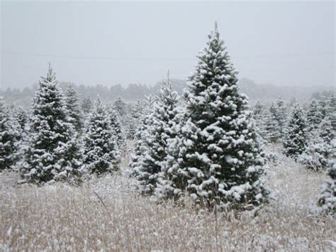 11 Christmas Tree Farms In Minnesota That Are Perfect For A Winter Day