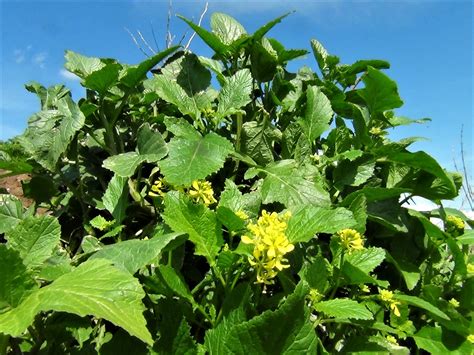 Wild Mustard Charlock Field Mustard Sinapis Arvensis