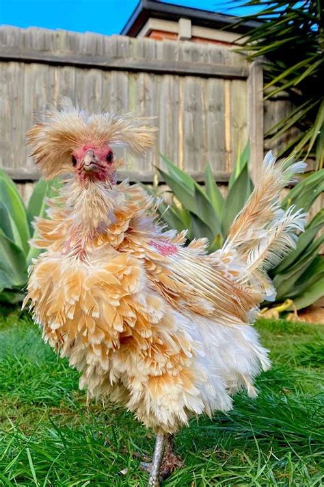 9 Hottest Fancy Chicken Breeds If You Want To Start A Coop