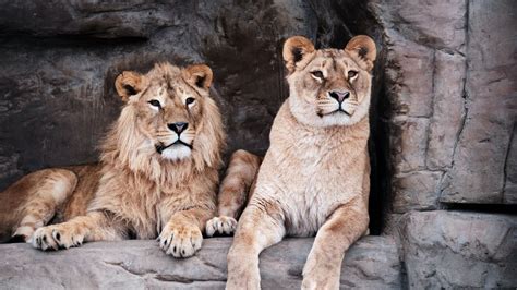 Lions Are Sitting Inside Cave 4k Hd Lions Wallpapers Hd Wallpapers