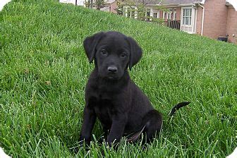 All colors yellow chocolate black silver. Tenor | Adopted Puppy | Cincinnati, OH | Labrador ...
