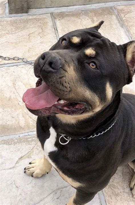 Maybe you would like to learn more about one of these? American Bully XL TRI CARRIERS | Dewsbury, West Yorkshire ...