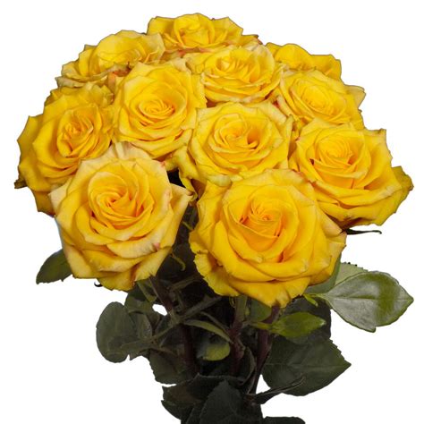 This photo guide of colors the rose is the national flower of england and it was adopted as the national floral symbol of the yellow roses are connected with joy, gladness, friendship, delight, and the promise of a new beginning. Globalrose Fresh Yellow Roses (50 Stems)-roses-yellow-50 ...