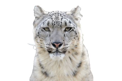 Update On Critical Effort To Save Snow Leopards From Poaching And